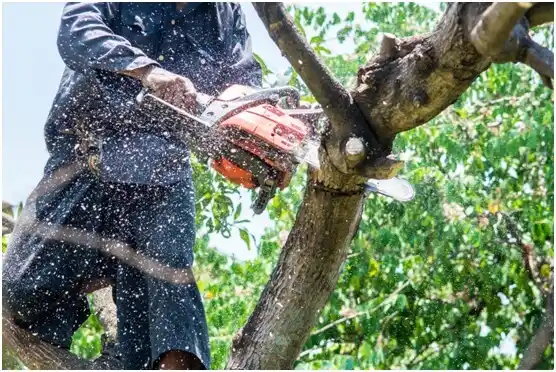 tree services University Park